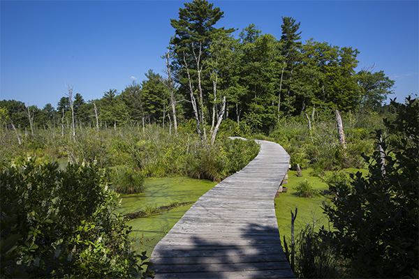 near the start of the Swamp Walk, which connects to the Wenham Rail Trail