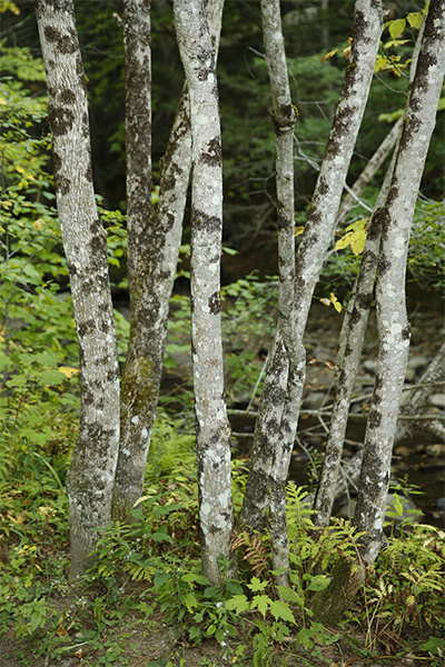 some grey birch trees on the way to Moss Glen Falls, Stowe, Vermont